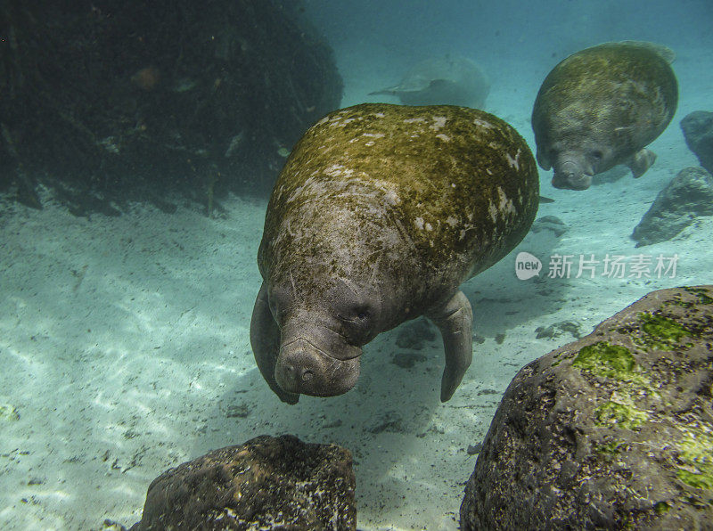 西印度海牛(Trichechus manatus)或“海牛”，也被称为北美海牛，是水生哺乳动物中现存最大的成员。佛罗里达。水晶泉储备。佛罗里达海牛，manatus latirostris。